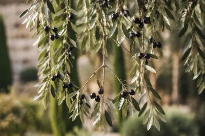 Evergreen Olive Branches Forming Peace Symbol