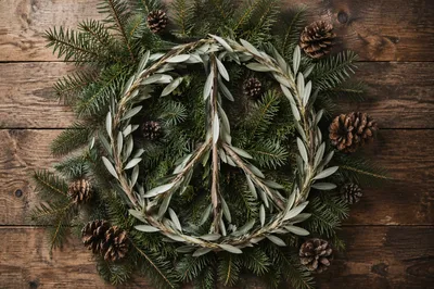 Olive Branch Peace Symbol on Evergreen