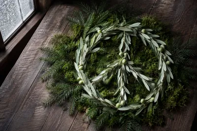 Olive Branch Peace Symbol on Evergreen