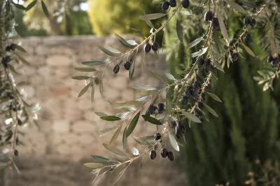 Evergreen Olive Branches Symbolizing Peace