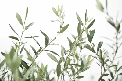 Evergreen Olive Branches on White Background