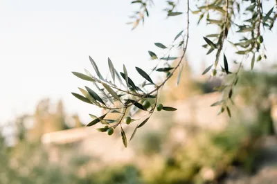 Peaceful Evergreen Olive Branch in Sunlight
