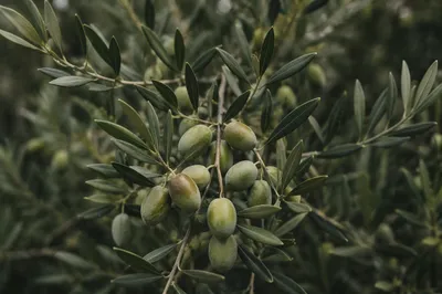 Serene Evergreen Olive Branch of Peace