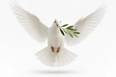 White Dove Carrying Evergreen Olive Branch