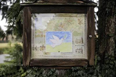 Olive Branch Dove on Evergreen Notice Board