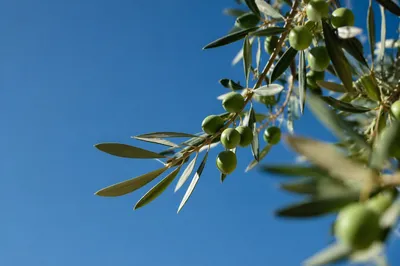 Evergreen Olive Branch Peace Under Blue Sky