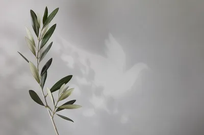 Minimal Olive Branch of Peace