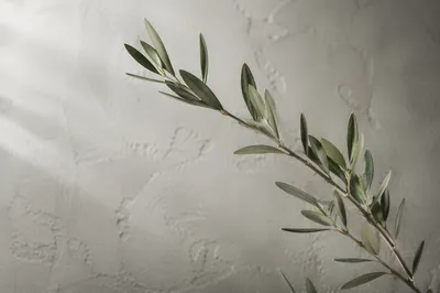 Minimalist Olive Branch Peace Symbol