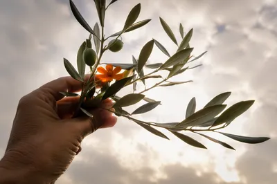 Hand Holding Olive Branch of Peace