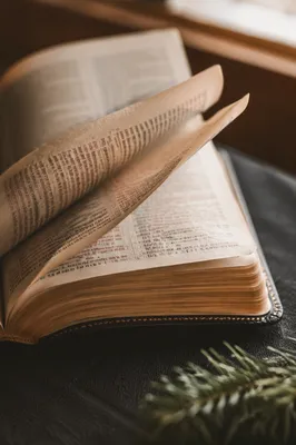 Open Bible Pages Turning in Soft Breeze