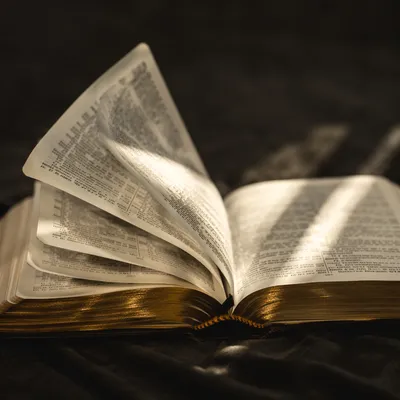 Open Bible Pages Turning in Sunlight
