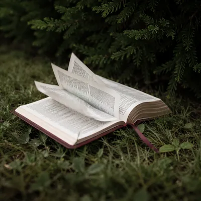 Open Bible Pages Turning in Evergreen Breeze