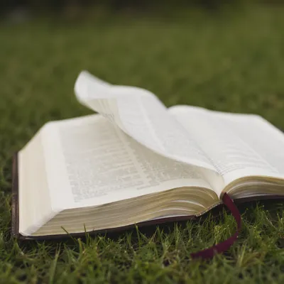 Open Bible Pages Turning on Evergreen Grass
