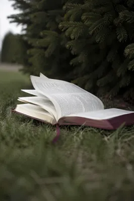 Open Bible Pages Turning in Evergreen Breeze