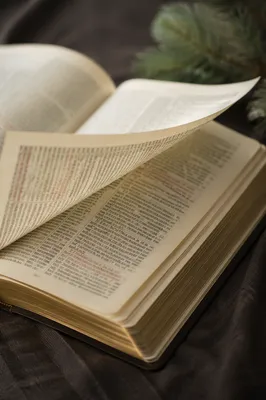 Open Bible Pages Turning in Evergreen Breeze