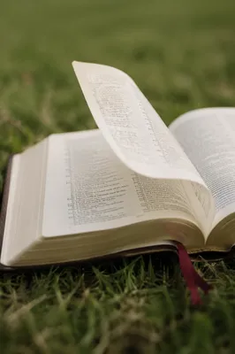 Open Bible Pages Turning in Breeze