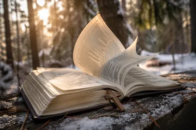 Open Bible Pages Turning Beneath Evergreens