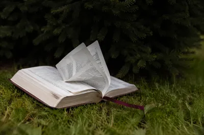 Open Bible Pages Turning in Evergreen Breeze