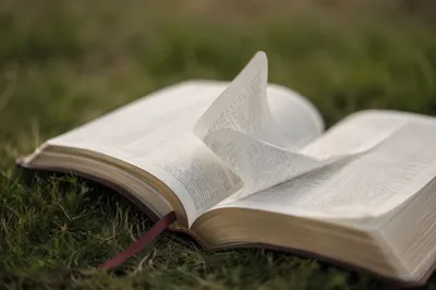 Open Bible Pages Turning in Breeze