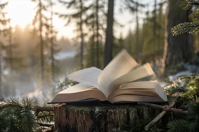 Open Bible Pages in Evergreen Morning Breeze