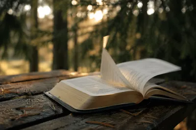Open Bible Pages in Evergreen Morning Breeze