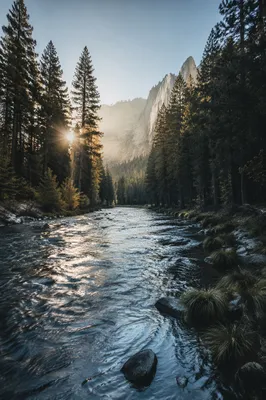 Peaceful Evergreen River Valley at Sunrise