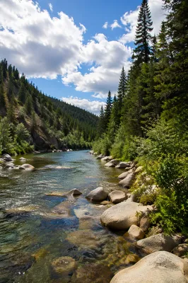 Peaceful River in Evergreen Valley