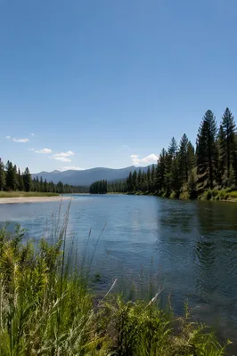 Peaceful River Through Evergreen Valley