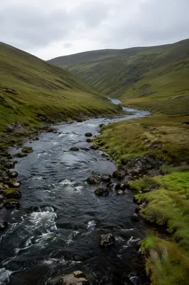 Peaceful River Through Evergreen Valley