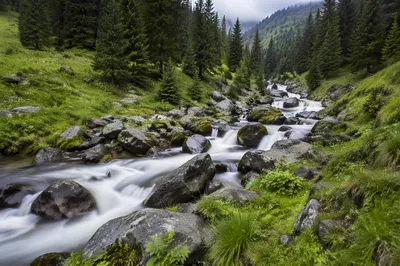 Peaceful Evergreen Valley River