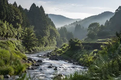 Peaceful River Through Evergreen Valley
