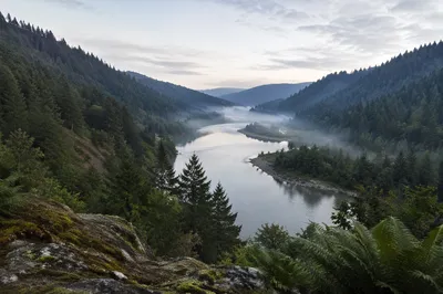 Peaceful River Through Evergreen Valley