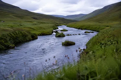 Peaceful River Winding Through Evergreen Valley