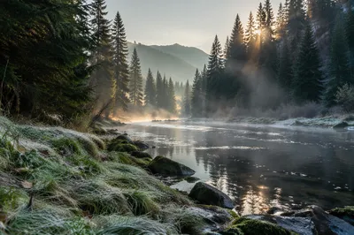 Peaceful River in Evergreen Dawn Valley