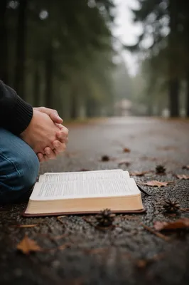 Praying Hands Beside Bible on Evergreen Path