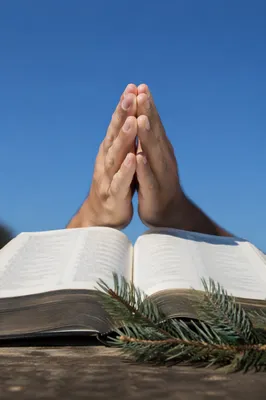 Praying Hands Above Open Bible with Evergreens
