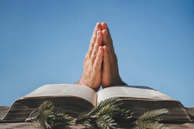 Praying Hands Over Bible With Evergreen Sprigs