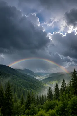 Rainbow Over Evergreen Valley After Storm