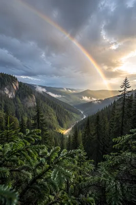 Rainbow Over Evergreen Valley After Storm