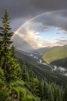 Rainbow Over Evergreen Valley After Storm