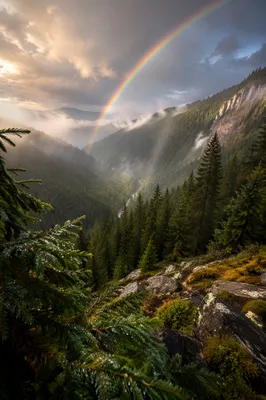 Rainbow Over Misty Evergreen Valley