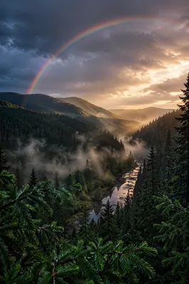 Rainbow Over Evergreen Valley After Storm