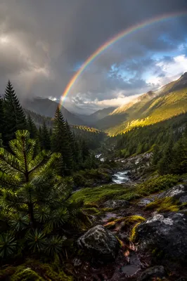 Rainbow Over Evergreen Valley After Storm