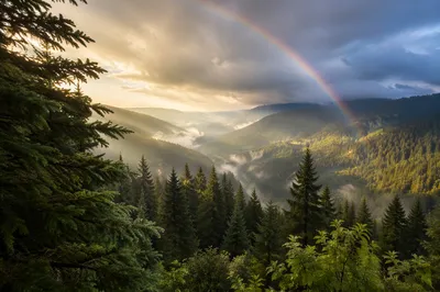 Rainbow Over Evergreen Valley After Storm