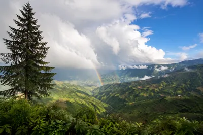 Rainbow Over Evergreen Valley After Storm
