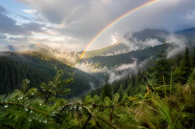 Rainbow Over Evergreen Valley After Storm