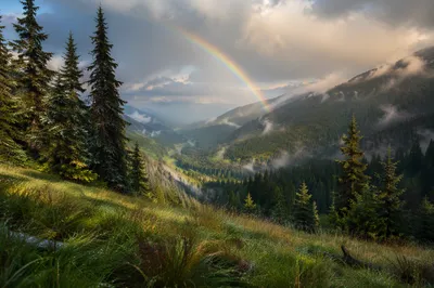 Rainbow Over Misty Evergreen Valley After Storm