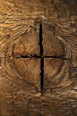 Rugged Cross Texture in Evergreen Wood