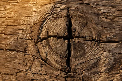 Rugged Cross Texture in Evergreen Wood