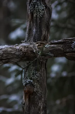 Weathered Wooden Cross in Evergreen Forest